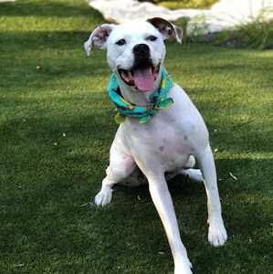 Meet your Posher, Chelsea